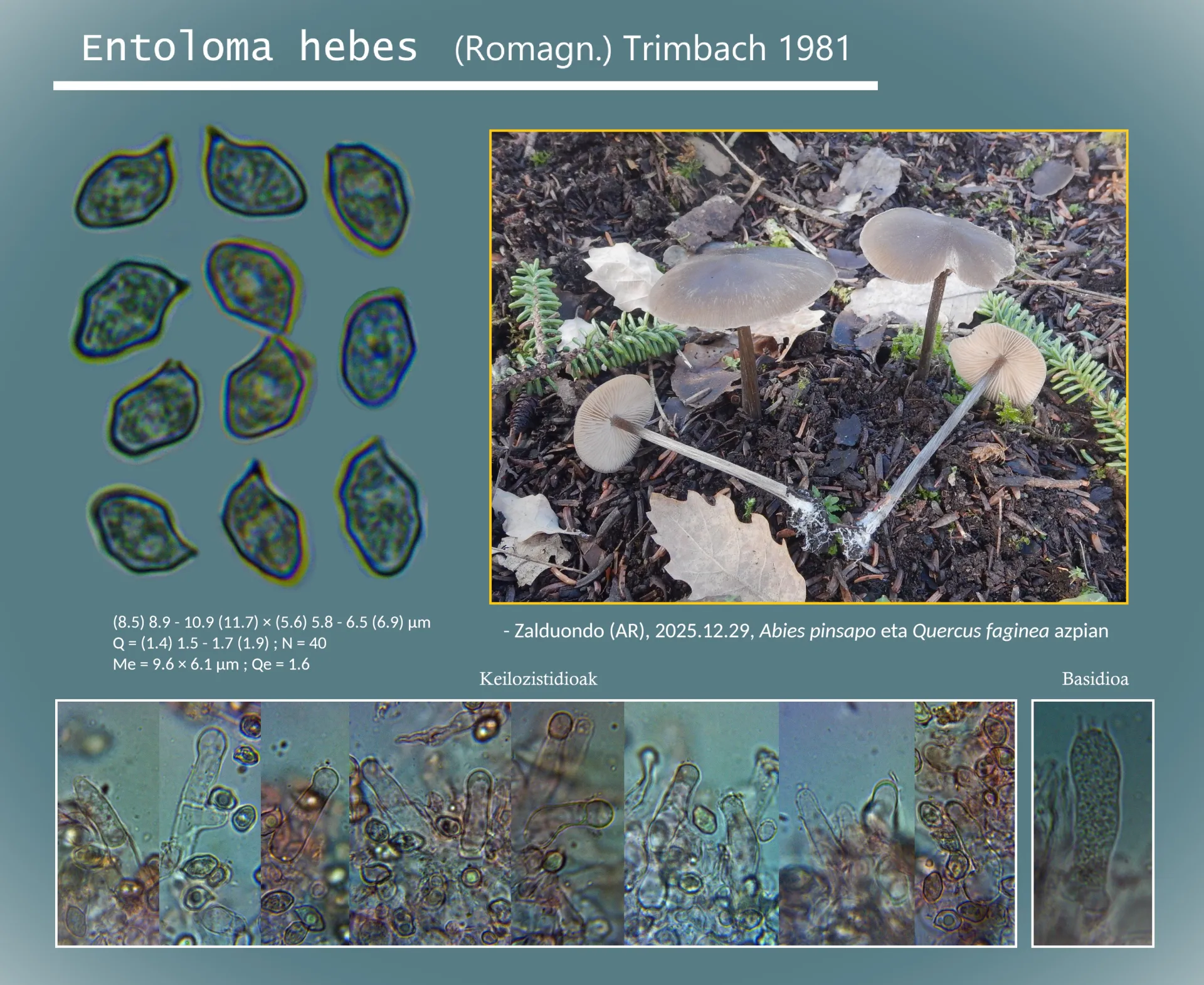 Microscopía de Entoloma hebes